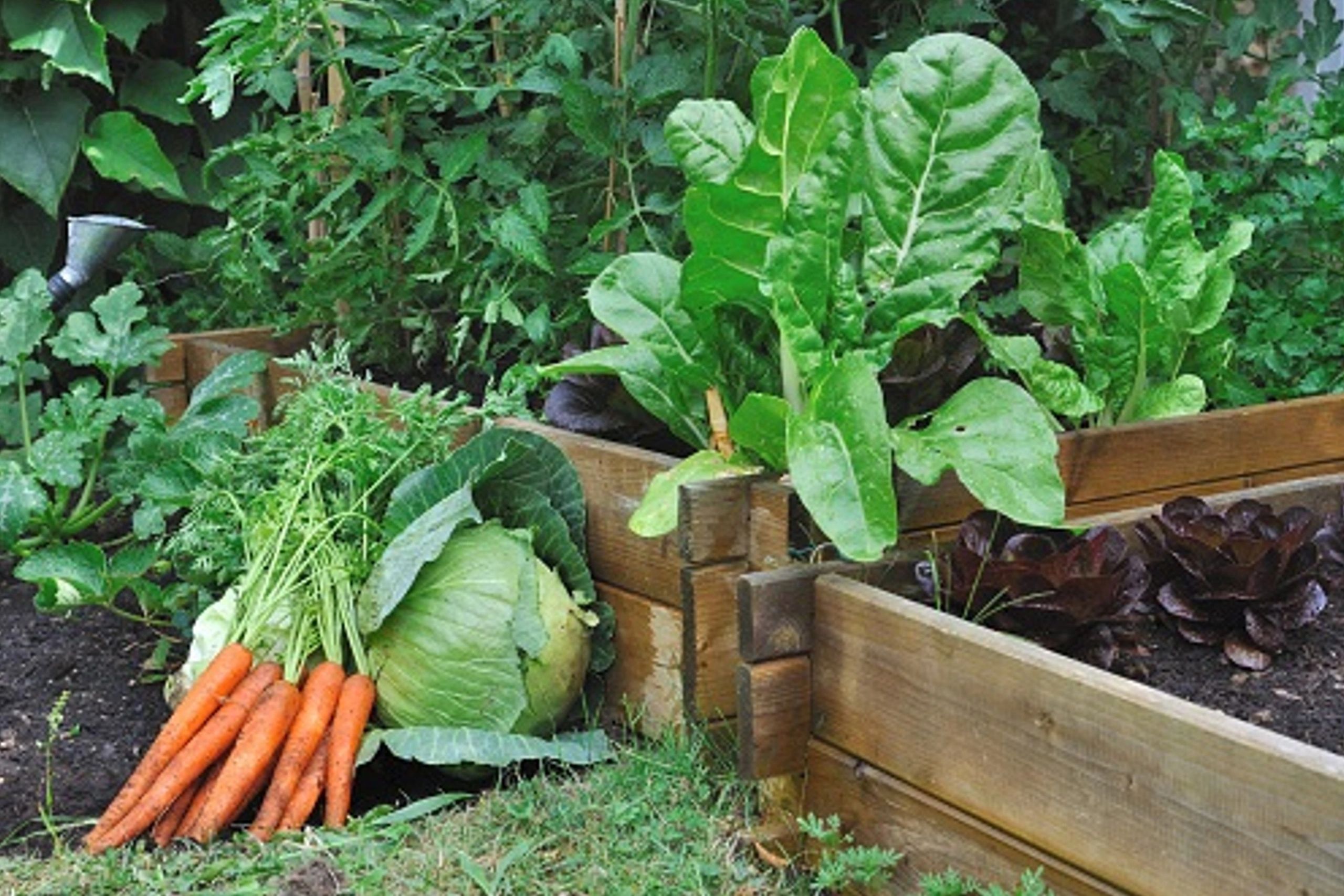 Homemade Seasonings With Fresh Ingredients Bum B's Kitchen